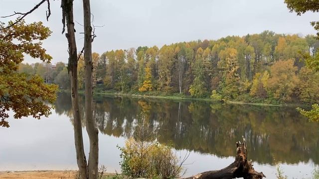 Утренняя прогулка по осеннему лесу река Синичка Красногорский район смотреть онлайн