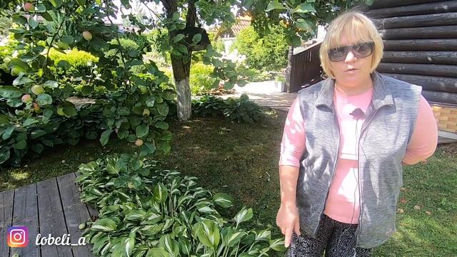 Главное о хостах: тень или солнце, как выбрать место для посадки хост, уход за хостами, выбор сорто смотреть онлайн