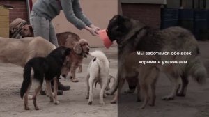 Социальная реклама приюта помощи животным Надежда