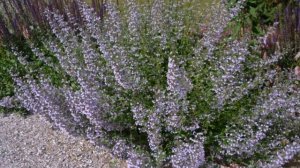 Душевик – Выращивание и уход