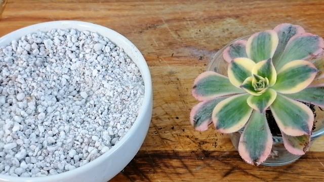 Aeonium Sunburst Cuidados Donsuculento