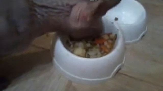 Сфинкс кушает! Люблю рассольник! смотреть онлайн