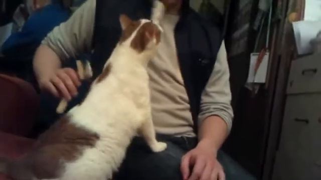 Кот,зацелун! смотреть онлайн