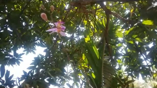 Growing Phalaenopsis pulcherrima on a Mango Tree смотреть онлайн