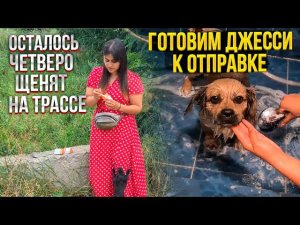 Осталось 4 щенка на трассе. Обзор всех подобрышей дома. Купаем Джесси, готовим к отправке.