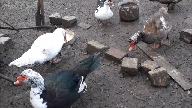 расклёв уток часть №2