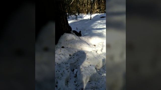 Сосновый бор. Белки смотреть онлайн