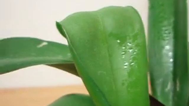 Orchidea Phalaenopsis смотреть онлайн