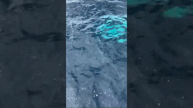 Мальдивы. Maldives. 马尔代夫。 смотреть онлайн