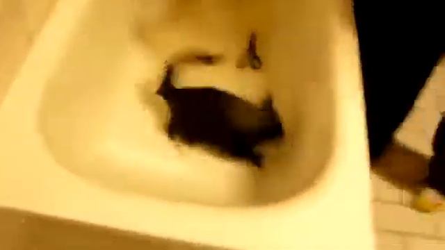 Мокрый кот 2 смотреть онлайн