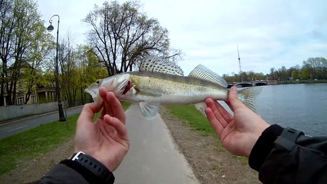 Поимка "ОГРОМНОГО СУДАКА!" на Неве! смотреть онлайн