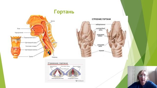 Строение воздухоносных путей и легких смотреть онлайн