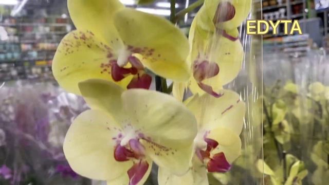 💙💛 Шикарні ОРХІДЕЇ🤩Exotic Punch🤩Pescara🤩Golden Apple🤩свіжий завоз в Епіцентрі, Київ 11.01.2023 смотреть онлайн