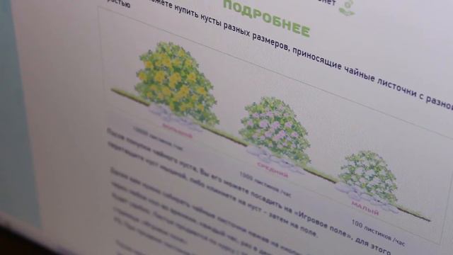 Отзыв о Goldentea.su от Романа из Новосибирска смотреть онлайн