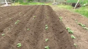 Окучивание картофеля с помощью эл. лебёдки.