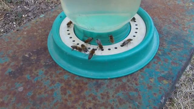 18 марта. Пчелки уже носят активно пыльцу. смотреть онлайн