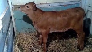 ВЫРАЩИВАНИЕ ТЕЛОЧКИ НА КОРОВУ  МОИ ПРИНЦИПЫ