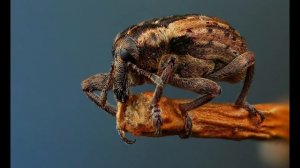 МАКРОСЪЕМКА??. Советы фотографам.