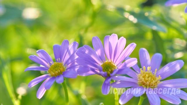 Мама, а как выглядит мой папа? смотреть онлайн