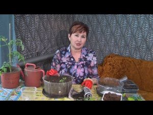 «Удачная среда» - эксперименты на дачных участках с ягодными культурами (Бийское телевидение)