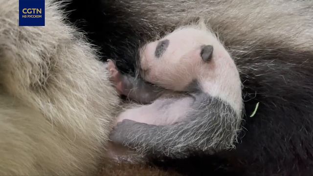 Мама-панда ухаживает за новорожденным пандом смотреть онлайн