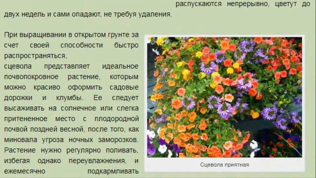 Сцевола — редкая и ошеломляющая. КРАСИВЫЕ РАСТЕНИЯ ДЛЯ ДОМА И САДА. смотреть онлайн