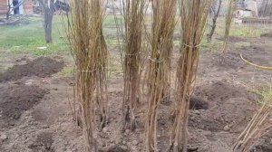 Посадка белой сливы Байрон Голд "Анжелино белая"