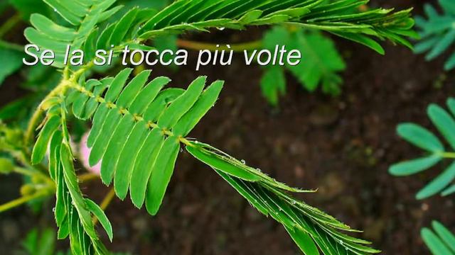 Mimosa Pudica (la pianta sensibile) смотреть онлайн