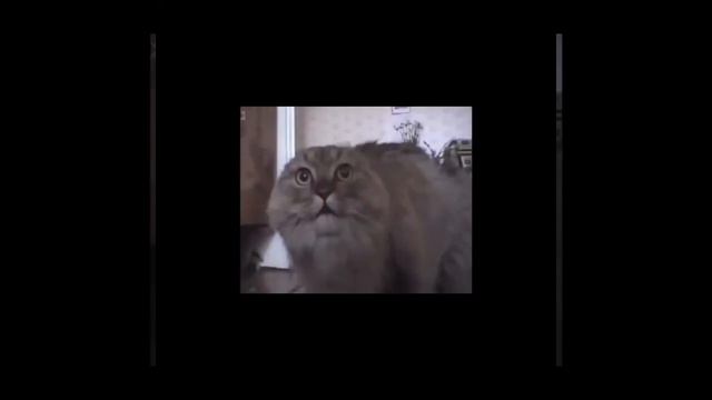 Кот поёт со звёздами! смотреть онлайн
