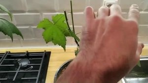 АБУТИЛОН ОРГаНЗА,осенняя обрезка цветущего растения