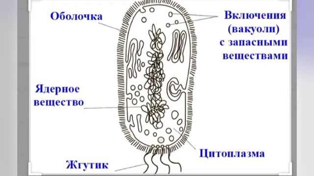 Биология. Тема Бактерии, грибы и лишайники. смотреть онлайн