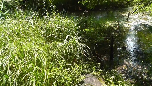 ЧУДО РОДНИК Суворовский источник с. Мохнач, Эсхар - Харьковская область смотреть онлайн