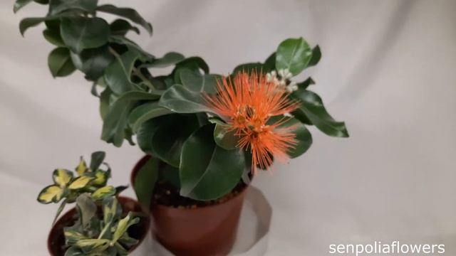 Метросидерос Томаса и метросидерос Кермадекский смотреть онлайн