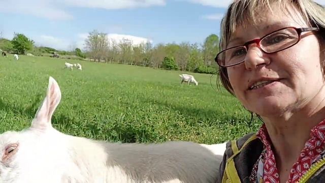 ❤️ Козы. Козлик Брат и я. Просто гуляем. смотреть онлайн