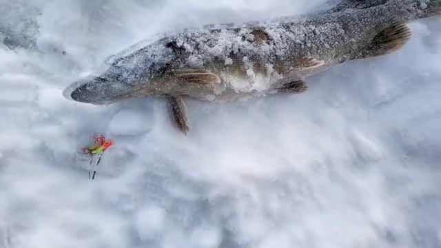 Рыбалка в глухозимье. Первая щука на балансир. Хороший балансир на щуку. смотреть онлайн