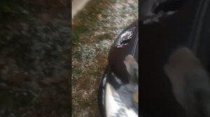 Peugeot 308 двигатель EP6 valvotronic отключает цилиндр