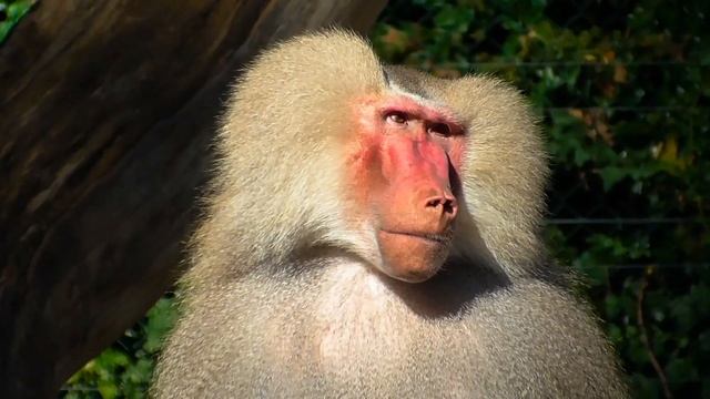 Lovely Animal Sounds: rabbit, skunk, tiger, cat - Animal Moments With Relaxing music #animals смотреть онлайн