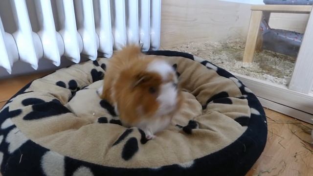 Guinea Pig Basics | Guinea Pig 101 смотреть онлайн