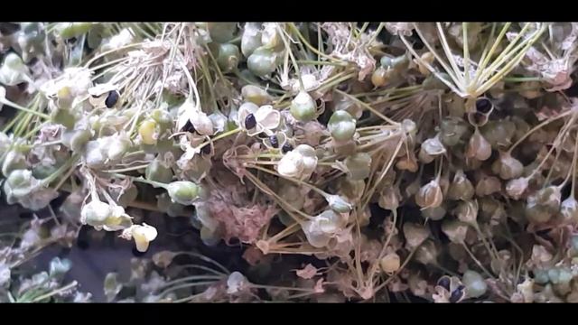 черемша // wild cherry //韭菜//Джусай смотреть онлайн