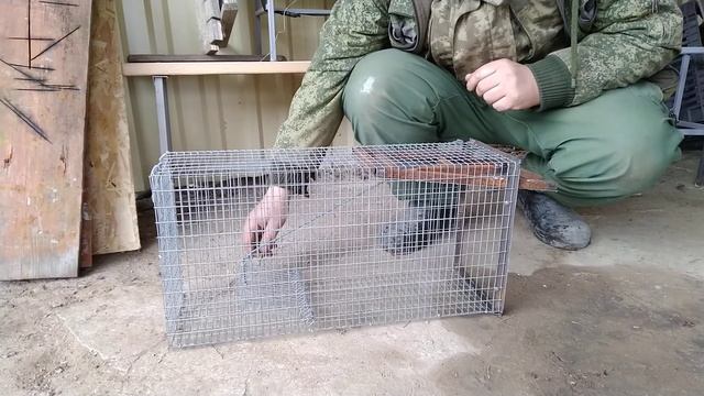 Живоловушка на куницу. смотреть онлайн