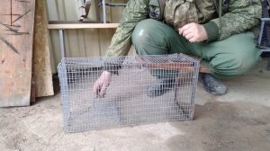 Живоловушка на куницу.