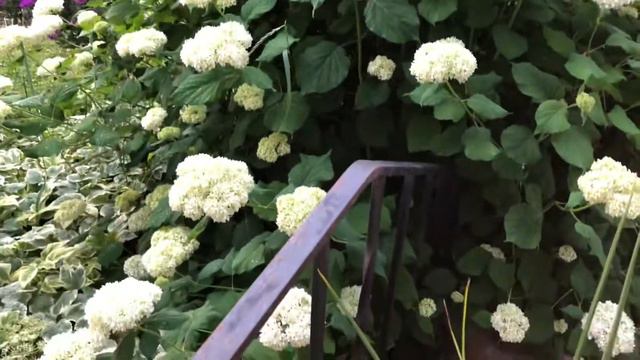 🌸🌹My beautiful Annabelle hydrangea ,knock out roses and Hanging verbenas In the golden hour🌹🌸 смотреть онлайн
