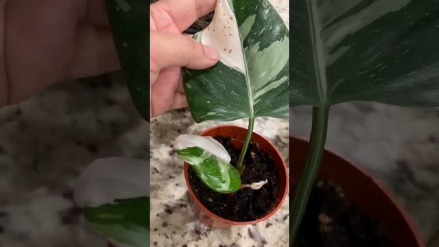 Neon pothos, dragon tail, alocasia смотреть онлайн