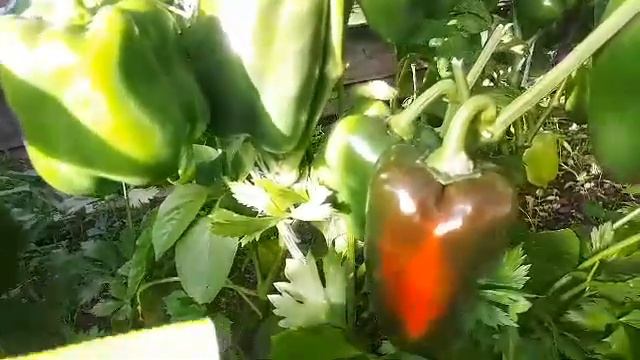 Почему не краснеют перцы?