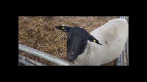 Вопросы об окоте, ягнятах и ярках #dorpersheep #овцеводство #дорпер