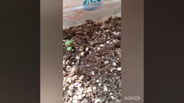 Рассада ранункулюса из семян. Возраст 3,5 месяца смотреть онлайн