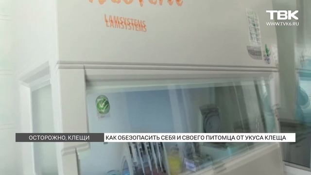 В Красноярске начался сезон активности клещей: паразиты присасываются к людям и животным смотреть онлайн