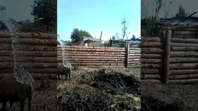 Продажа поросят венгерская мангалица