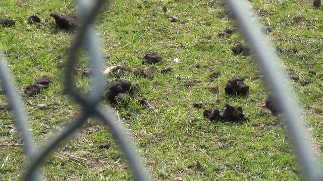 Пони и переработанная пища смотреть онлайн