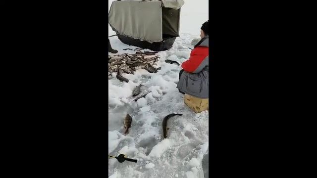 Хариус р. Колва смотреть онлайн